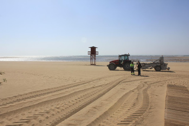 Se acometen tareas de regeneración en la playa de Isla Canela