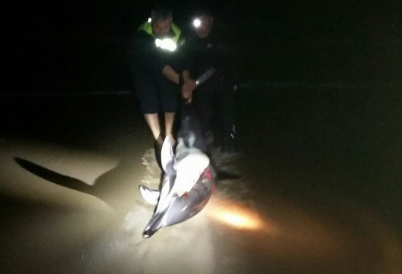La Policía Local de Ayamonte salva a un delfín varado en Isla Canela
