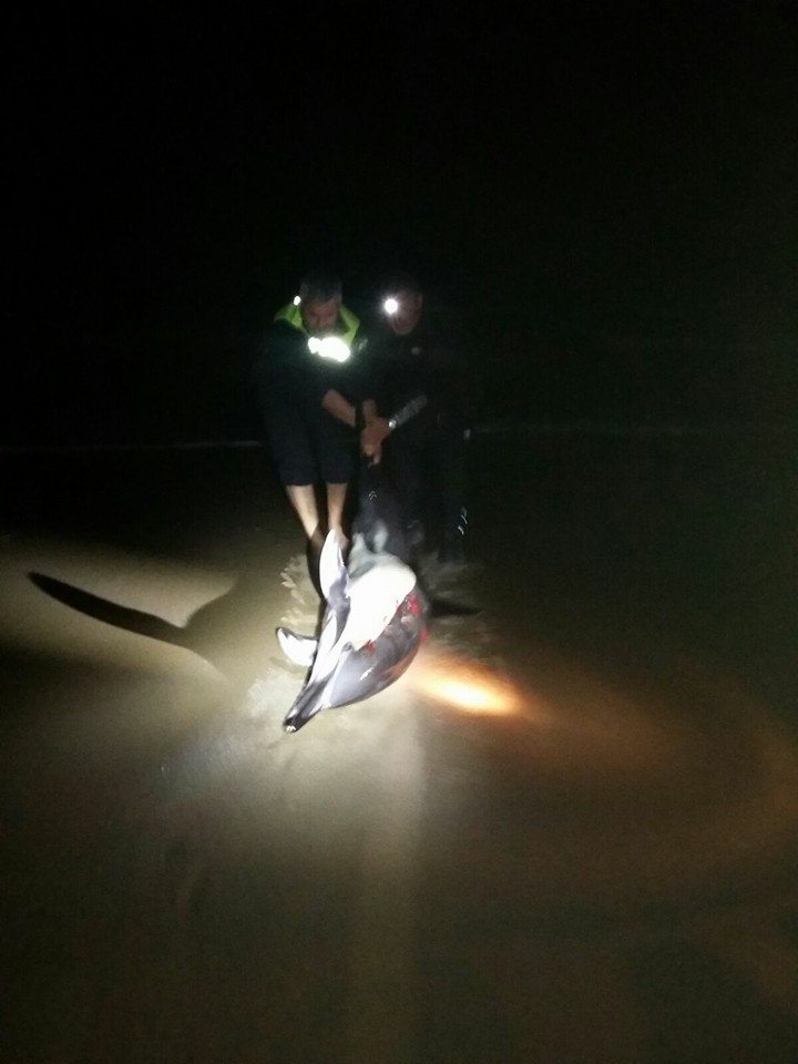 La Policía Local de Ayamonte salva a un delfín varado en Isla Canela