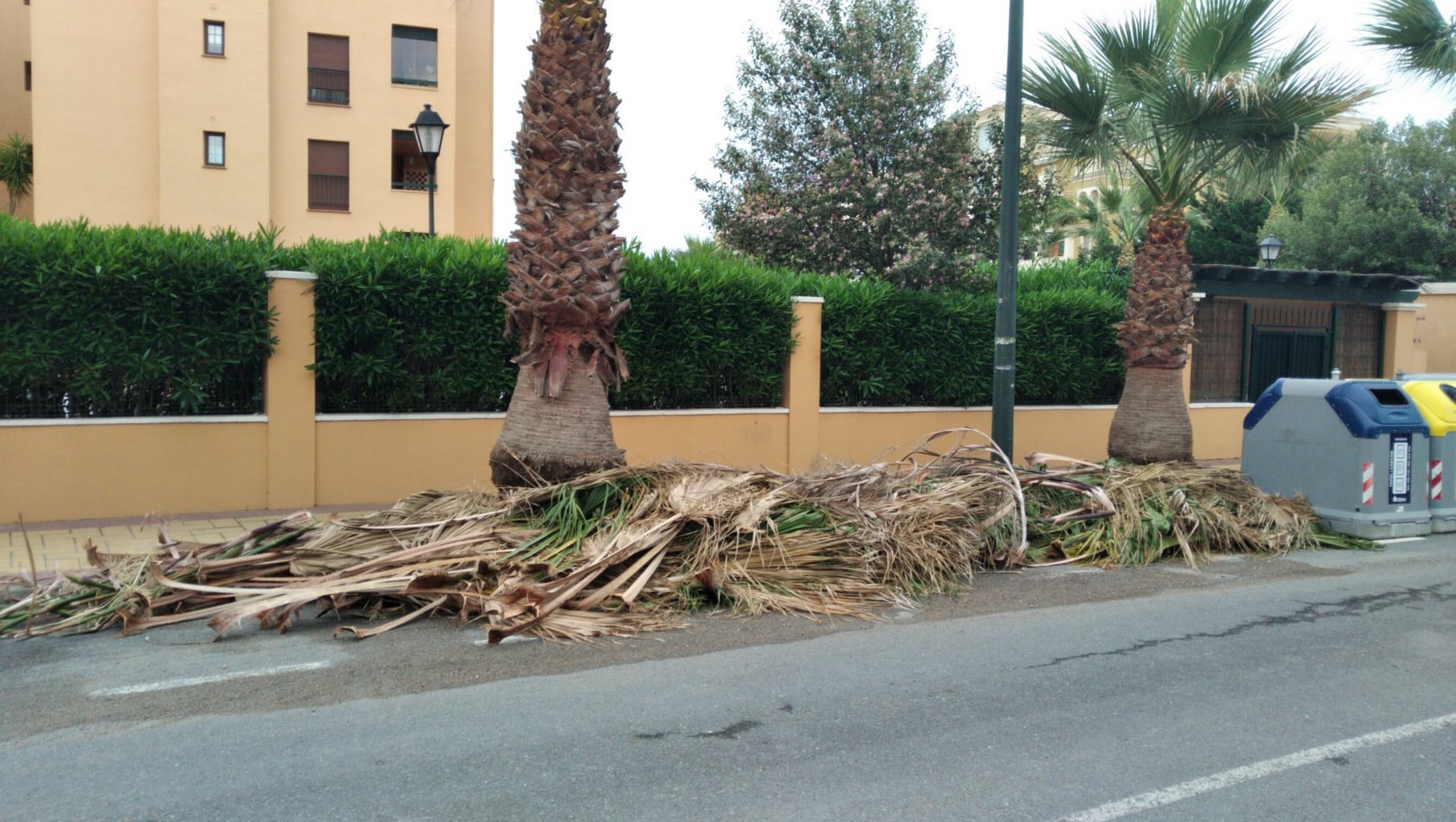 EL AYUNTAMIENTO DE AYAMONTE PUBLICA UN BANDO MUNICIPAL SOBRE LOS RESIDUOS DE PODA