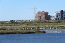 Nota de prensa Ecologistas en Acción de Ayamonte