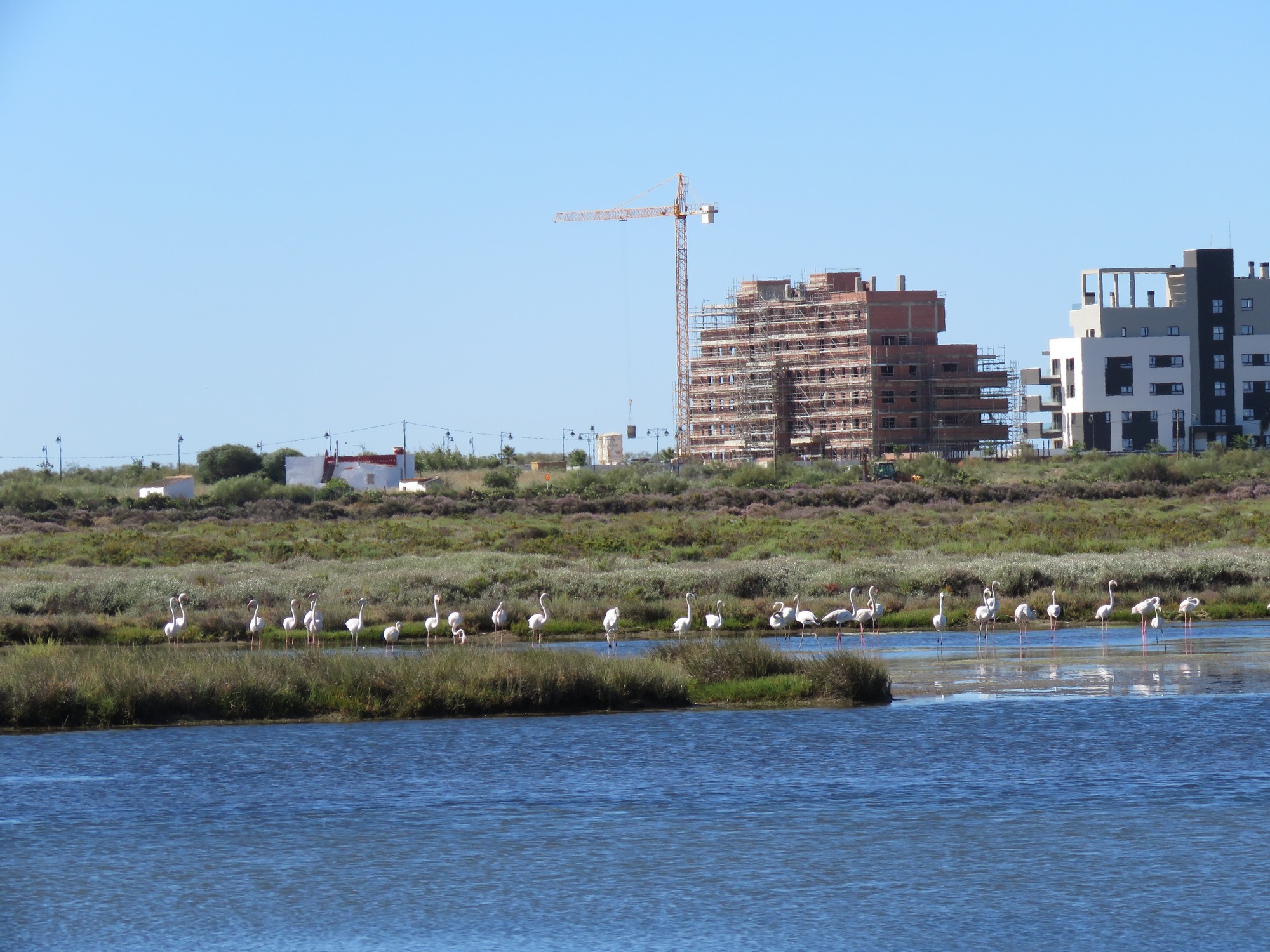 Nota de prensa Ecologistas en Acción de Ayamonte