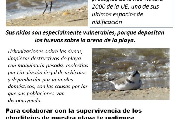 Campaña informativa sobre el chorlitejo patinegro en la playa de Isla Canela