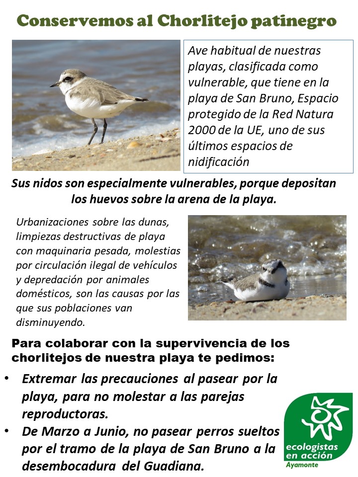Campaña informativa sobre el chorlitejo patinegro en la playa de Isla Canela