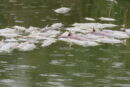 Mortandad de peces en Estero Domingo Rubio