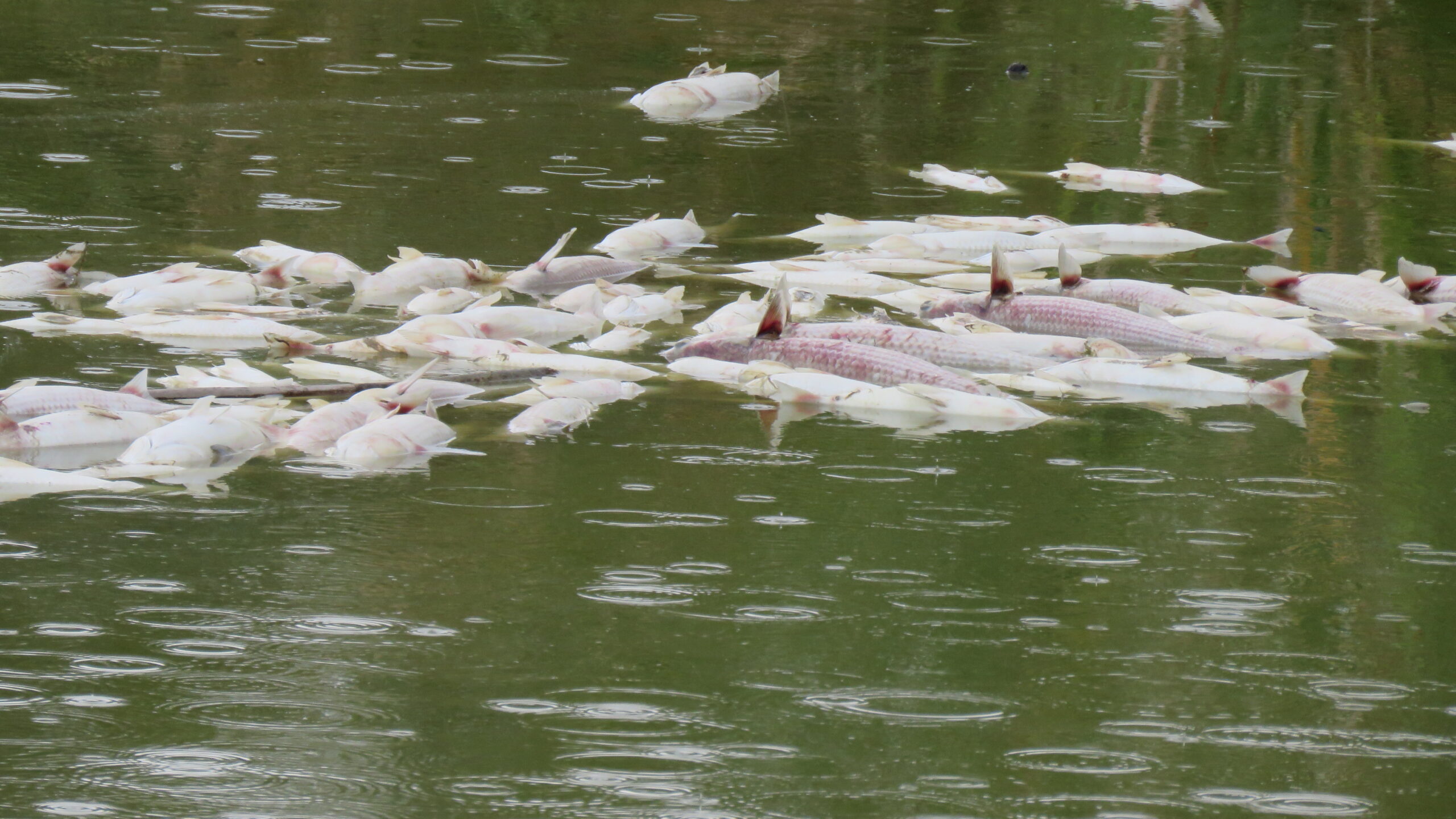 Mortandad de peces en Estero Domingo Rubio